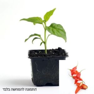 סטרטרים-שתילי פלפל חריף חלפיניו