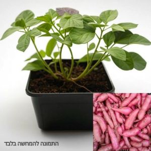 סטרטרים-שתילי בטטה יפנית סגולה