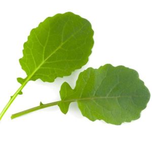 זרעי קייל שום גומן