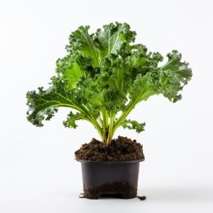 שתילי קייל דינוזאור איתלקי