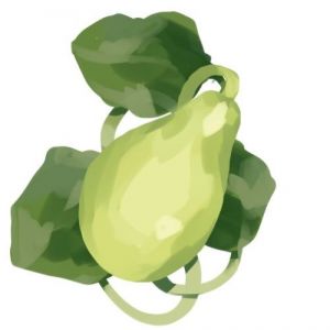 זרעי דלעת קרא בלדי (בעל)