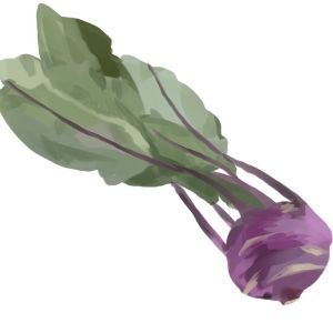 זרעי קולורבי סגול וינאי