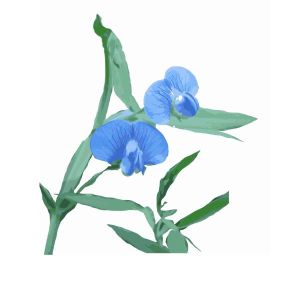 זרעי טופח תרבותי