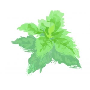 זרעי בזיליקום לימוני