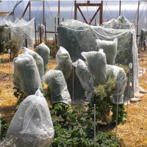 Lettuce Seed Preservation Bags