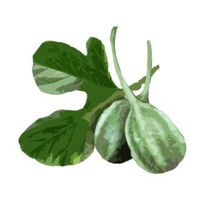 זרעי מלפפון גרקינס ליסו