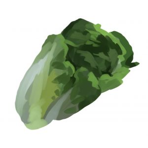 זרעי חסה פנינה קטנה