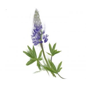 Lupinus Flower Seeds