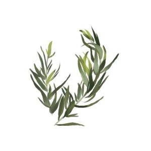 Mexican Tarragon Seeds