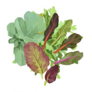 זרעי מיקס עלים ירוקים להנבטה