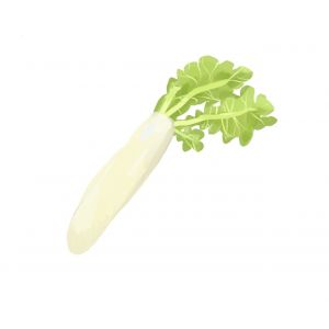 זרעי צנון דייקון חלום לבן 