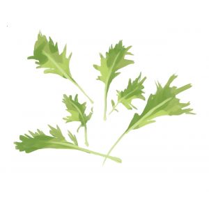 זרעי מיזונה עלים ירוקים 