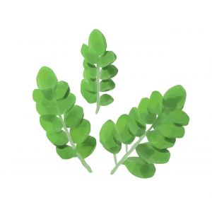 Moringa Oleifera Seeds