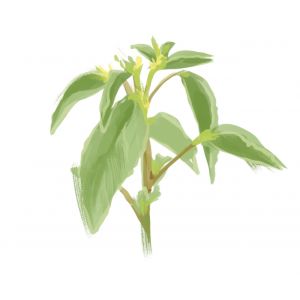 זרעי מלוח'יה 