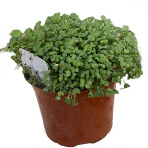 זרעי נבטים- חרדל טאצואי 