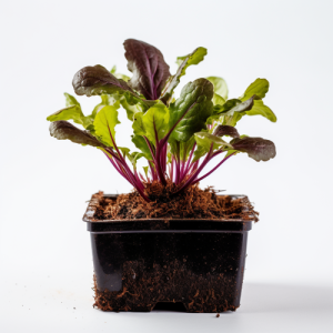 סטרטרים- שתילי ענק אדום עלים אוסקה