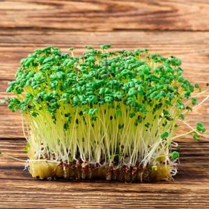 זרעי נבטים- חרדל שחור סריפון