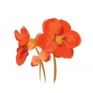 זרעי כובע נזיר פרחים