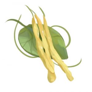 זרעי שעועית נקרגולד צהובה מטפסת