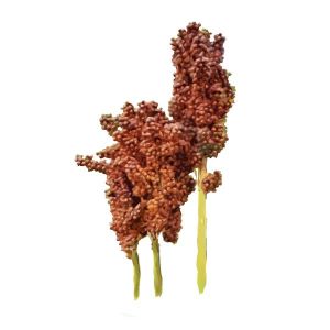 זרעי סורגום (דורה) נרום בור