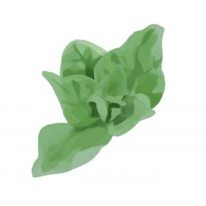 זרעי תרד ניו-זילנדי