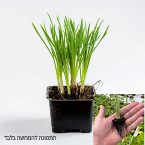 סטרטרים- שתילי בצל ירוק 