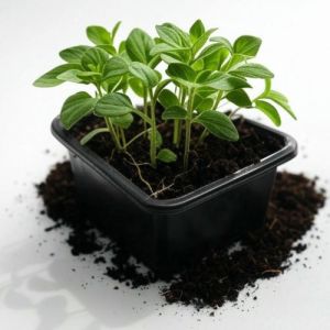 סטרטרים-שתילי אורגנו