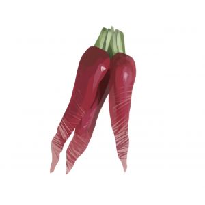 זרעי צנון רוזה