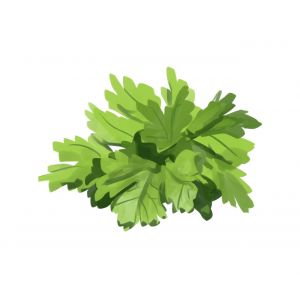 זרעי פטרוזיליה  איטלקית 