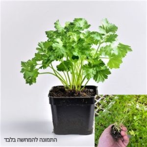 סטרטרים- שתילי פטרוזיליה