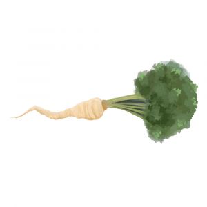 זרעי פטרוזיליה שורש