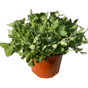 זרעי נבטים- אפונת דאן