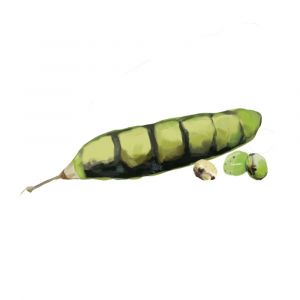 זרעי אפונת יונה