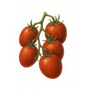 זרעי עגבניה שרי באמבלבי