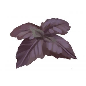 זרעי בזיליקום סגול