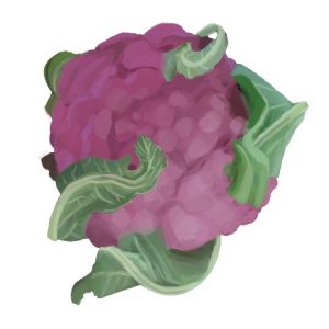 זרעי כרובית סגולה סיציליאנית