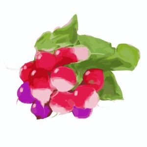 זרעי מיקס צנוניות 