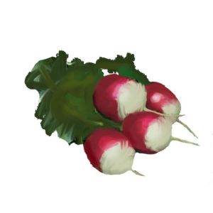 זרעי צנונית ניצנוץ לבן דו-גווני