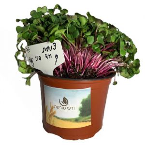 זרעי נבטים צנונית- ורד סיני