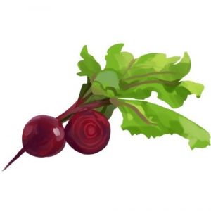 זרעי סלק כדורי אדום