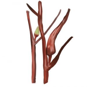 זרעי במיה אדומה בורגונדי 