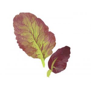 זרעי ענק אדום עלים ירוקים