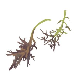 זרעי מיזונה אדומה