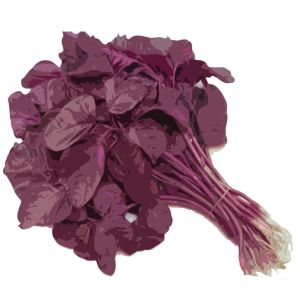 זרעי תרד צרפתי אדום 