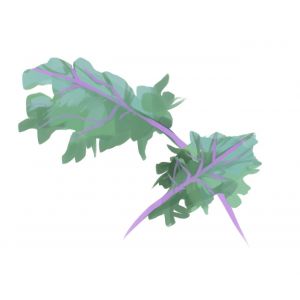 זרעי קייל רוסי אדום