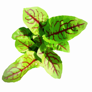 זרעי סורל חומעה אדומה