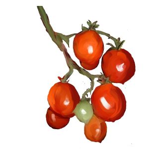 זרעי עגבניה צרור ענבים