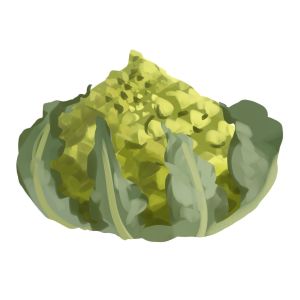 זרעי כרובית רומנסקו