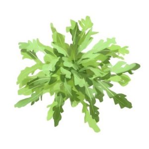 זרעי רוקט פראי עלים ירוקים