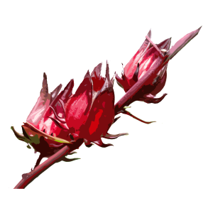 זרעי היביסקוס רוזל אדום